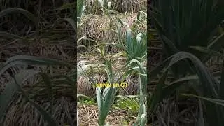 Foliar spray on G1 crop #g1 #garlic #narcg1 #farm #agriculture