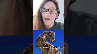 Цвет зауропода
