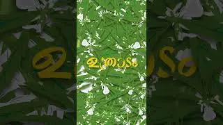 UTHRADAM #onam2023