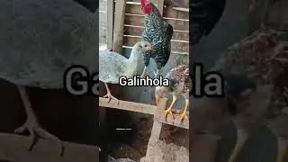galinhola