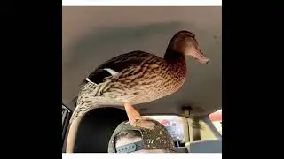 What the Duck car ride