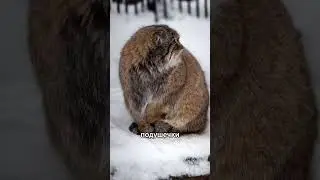 🐾 Зачем животным такие пушистые хвосты? #животные #природа #дикаяприрода