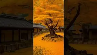 &ldquo;Tranquillit&agrave; Giapponese 🍁 | Albero Dorato e Musica Rilassante di Peder B. Helland&rdquo;