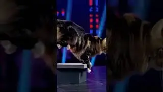Alaska Got Talent | Cat Jumps Through Flaming Hoop &mdash; Crowd Goes Wild! #catperformance #bravecat