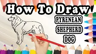 How To Draw A Pyrenean Shepherd DOG