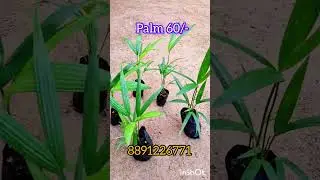 Plant sale #gardening #garden #gardenplants #plantsforsale