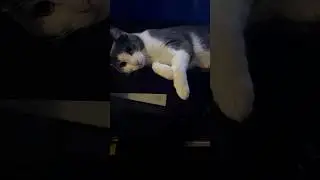 The Cat with No Name #cats,#cute,#pets,#viral