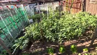 Plant growth in backyard#plants#garden #gardening#trending#shotsvideo#vegetables#food#fly#viral#mini