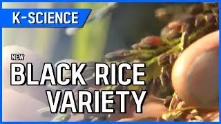 [K-SCIENCE] New Black Rice Variety / YTN KOREAN