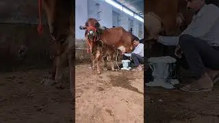 गिर की सुपर रानी 💯 pure gir cow sale Pappu gurjer dairy naweb 8290852135