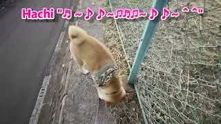 Episode 187 Hachi passing along the retaining wall