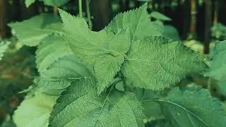 #9 Nature   Plants NMTV   Background Video No Copyright Free Royalty