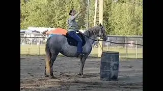 Lipizzan mare at Working Equitaion training: learning the Garrocha pole