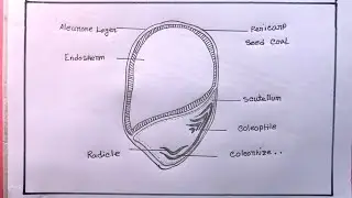 How To Draw Structure Of Maize Grains