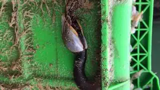 Goose barnacle in Bude, North Cornwall.