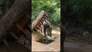 Amazing Quick Powerful Survival Skill P34 #animals  #survivalbuilder