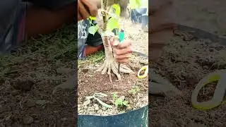 Program Akar Pecah Batang Waru #bonsai #bonsaiwaru #bonsaitree #tanamanhias #caraperawatanbonsai
