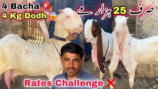 Lalukhet Bakra Mandi Se Sasti 😍 Bakra Mandi Ghulam Qadir Goat Farm | Orangi Town Bakra Mandi 