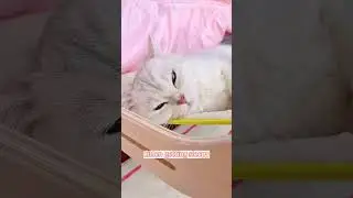 Offrez &agrave; votre chat un sommeil confortable !