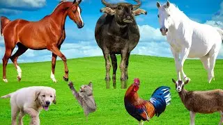 Peaceful Farm Animal Sounds: Buffalo, Horse, Goat, Dog, Cat, Rooster | Relaxing Countryside Ambience
