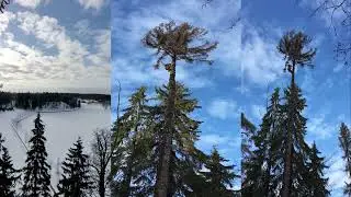 Amazing work of an arborist. Huge 50 meter spruce trees killed by bark beetle. @MikhailSidrelev