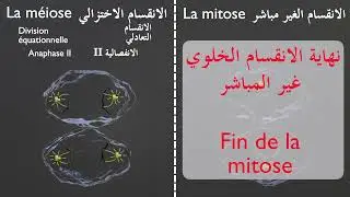 Comparaison simplifiée: Méiose-Mitose (مقارنة مبسطة : انقسام اختزالي - غير مباشر)
