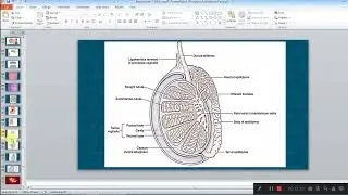 Histology of Male Genital System