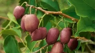 Лекарственные растения Актинидия пурпурная (лат. Actinidia purpurea)