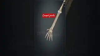 #carpaljoints #sciencefacts #lifescience #anatomy #biology #science #skull #humanbody3D