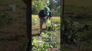 Deer vs Farmer Dean's Sauerkraut #organic #gardening #cabbage