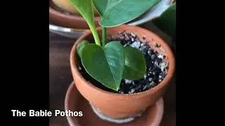 HousePlants Talk
