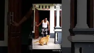 kucing bomber #cat #yamaha #funny #kucinglucubandung #imut