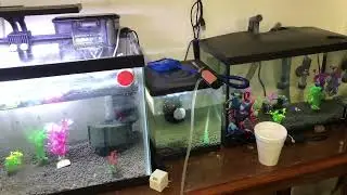 Betta Fish Update Tank Water Change 💧 