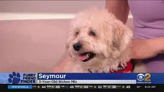 Furry Friend Finder: Seymour, Maria