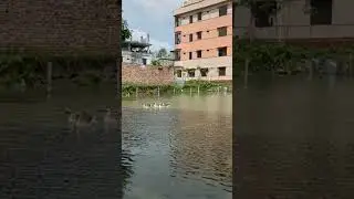 Floating swan