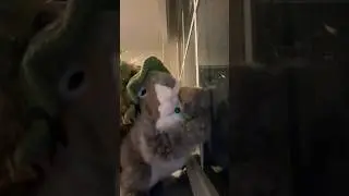 nibs is the best dancing squirrel #dance