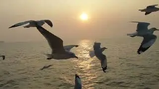 Flock of Birds Flying