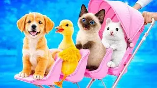 🐾 From Stray to Loved 💫 Pet Transformations & Viral Hacks That Work by 123GO!