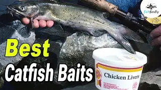 Best Catfish Baits In 2020 &ndash; Step By Step Comparison!