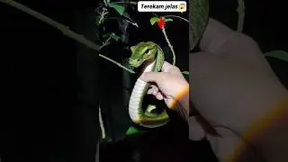 Terekam jelas ngeri tangkap perkutut jadi ular