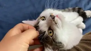 ずっとくっついてくる甘えん坊な子猫姉妹が癒し度MAX