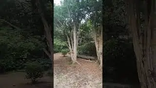 Parque Burle Marx - S&atilde;o Paulo 