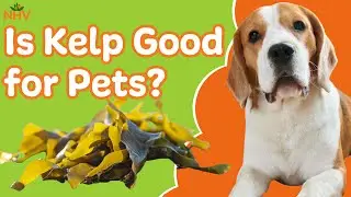 Is Kelp Good for Pets?