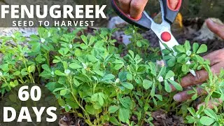 Fast harvest crop seed to harvest Fenugreek
