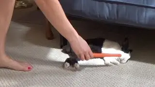 Waking a Sleeping Rabbit with a Carrot ASMR