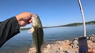 Bank Fishing With Megabass Karashi  Galts Ferry Lake Allatoona 