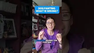 Dog Panting - What Is Wrong?