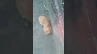 laalu cat #laalu #catlover #shortsviral #youtubeshorts