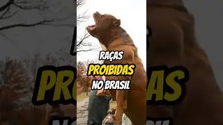 ☠️| C&Atilde;ES AGRESSIVOS PROIBIDOS no BRASIL #curiosidades