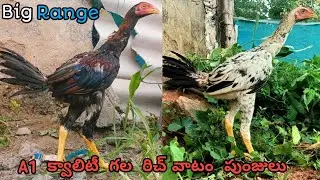 రిచ్ వాటం గల 2 పుంజు పిల్లలు అమ్మబడును|Too Top Quality||7032420011||Dega & Nemali||#richvatam...!